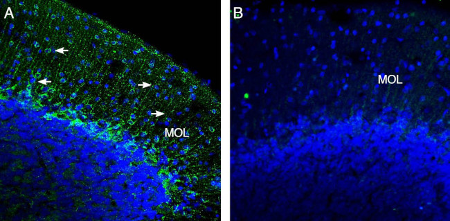 Kir2.2 (KCNJ12) Antibody in Immunohistochemistry (Frozen) (IHC (F))