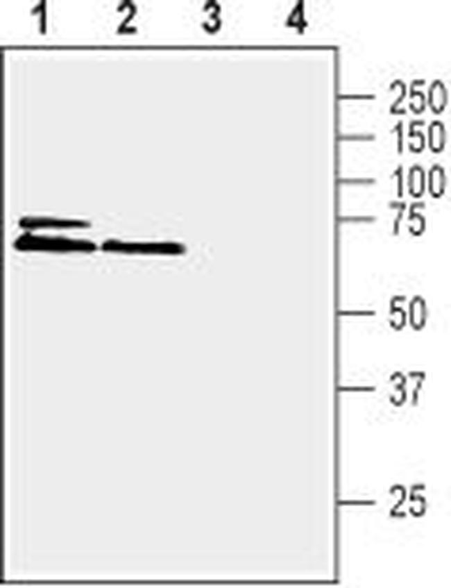 KCNK2 (TREK-1) Antibody in Western Blot (WB)