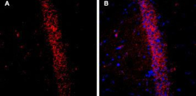 KCNQ2 Antibody in Immunohistochemistry (Frozen) (IHC (F))