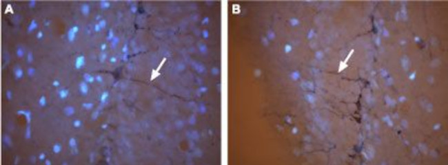 CNGA3 Antibody in Immunohistochemistry (Frozen) (IHC (F))