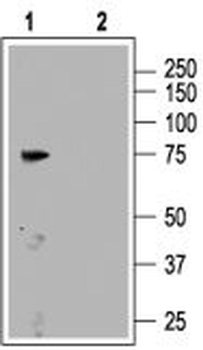 CNGA3 Antibody in Western Blot (WB)