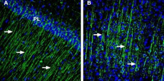 slo beta 4 (KCNMB4) Antibody in Immunohistochemistry (Frozen) (IHC (F))