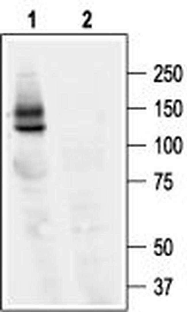 KCNH2 (HERG) Antibody in Western Blot (WB)