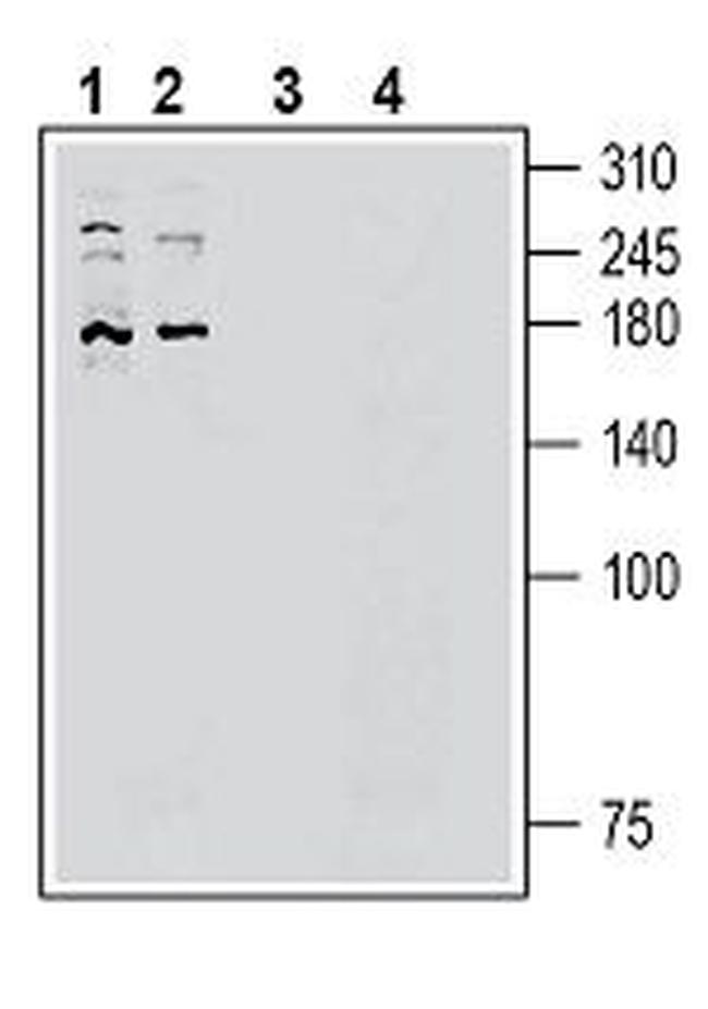 Piezo2 Antibody in Western Blot (WB)