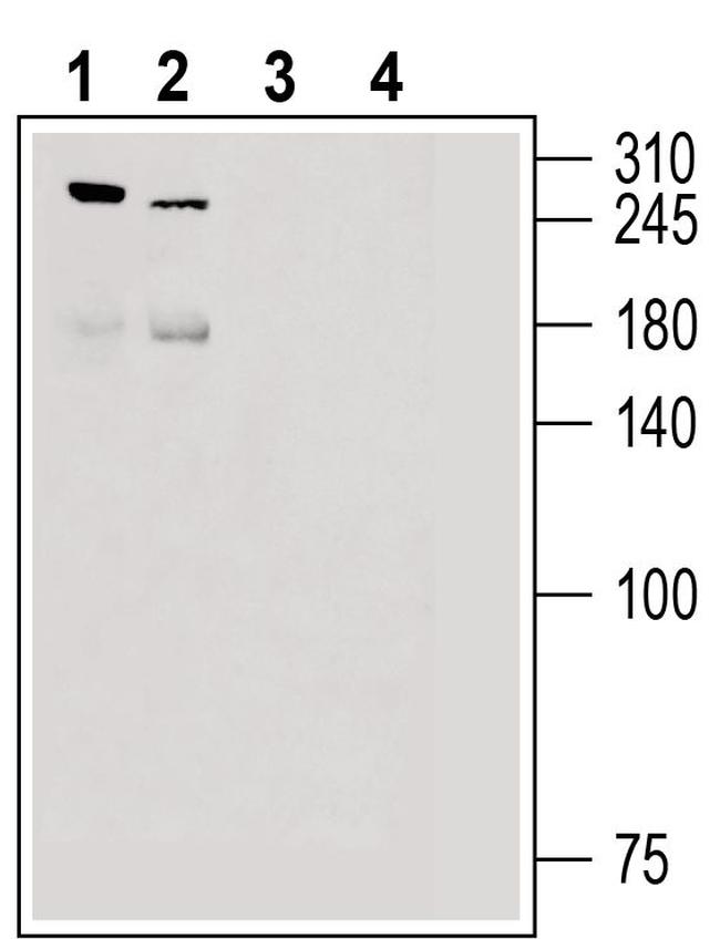 Piezo2 Antibody in Western Blot (WB)