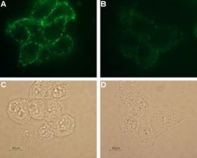 KV1.3 (KCNA3) (extracellular) Antibody in Immunocytochemistry (ICC/IF)