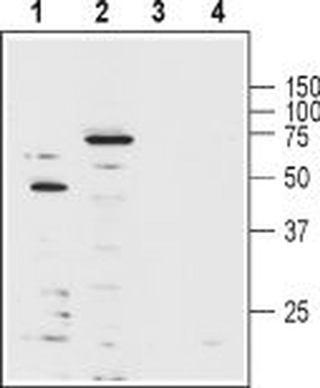 KV1.3 (KCNA3) (extracellular) Antibody in Western Blot (WB)