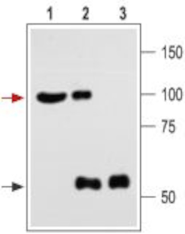 KCNMA1 (KCa1.1) (1184-1200) Antibody in Immunoprecipitation (IP)
