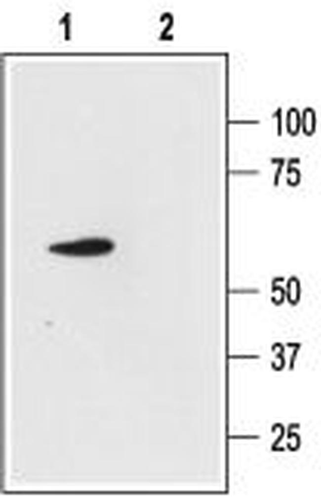 KCNK4(TRAAK) Antibody in Western Blot (WB)