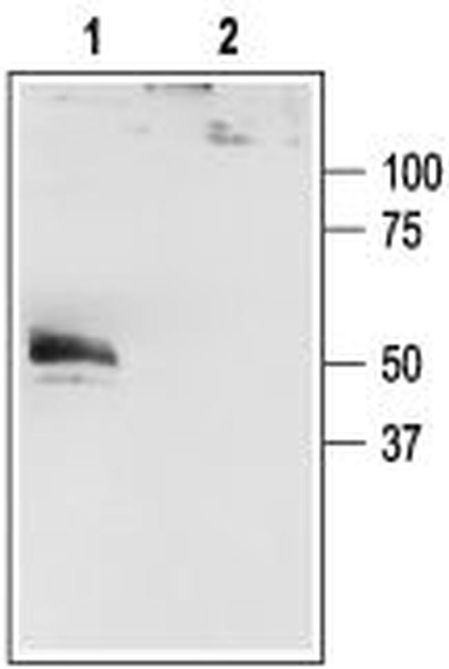 KCNK4(TRAAK) Antibody in Western Blot (WB)