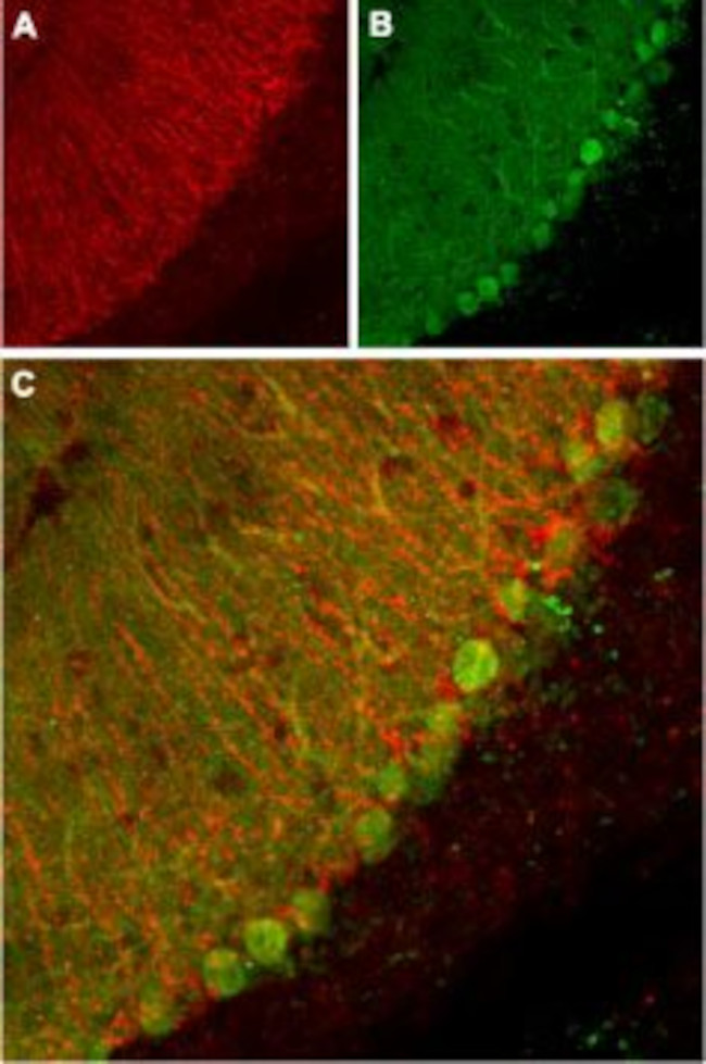 KCNK1 (TWIK-1) (extracellular) Antibody in Immunohistochemistry (IHC)