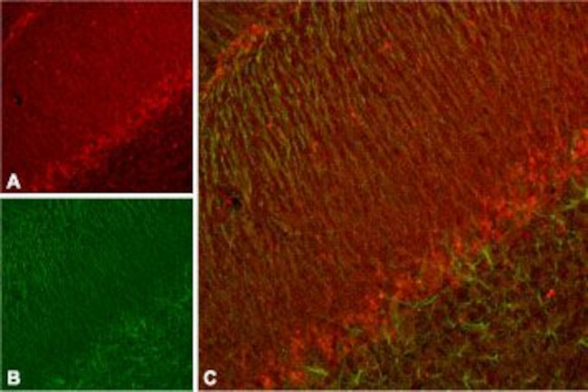 KCNH7 (erg3) Antibody in Immunohistochemistry (IHC)