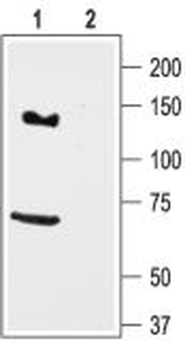 KCNH7 (erg3) Antibody in Western Blot (WB)