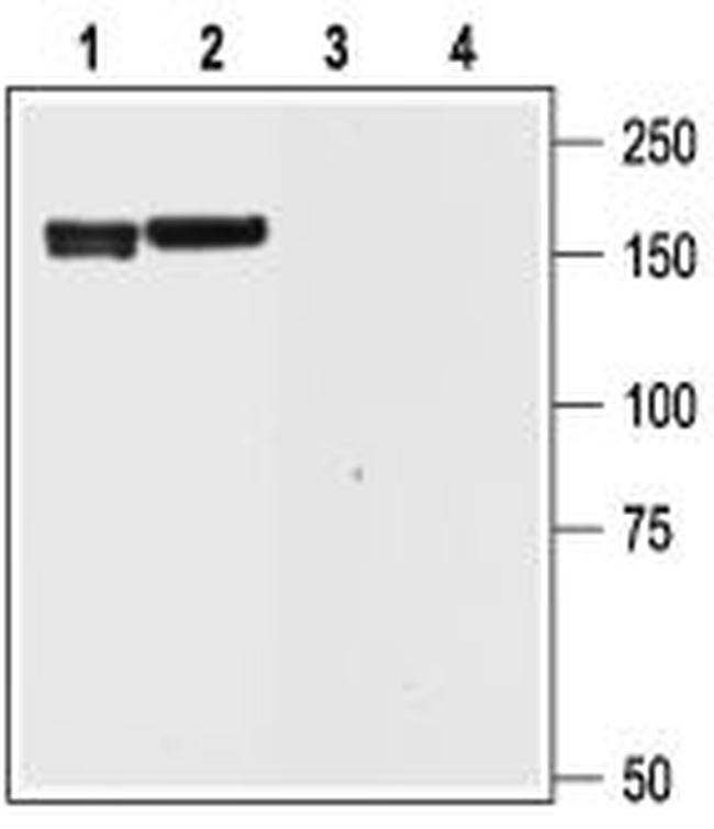 KCNH6 (erg2) Antibody in Western Blot (WB)