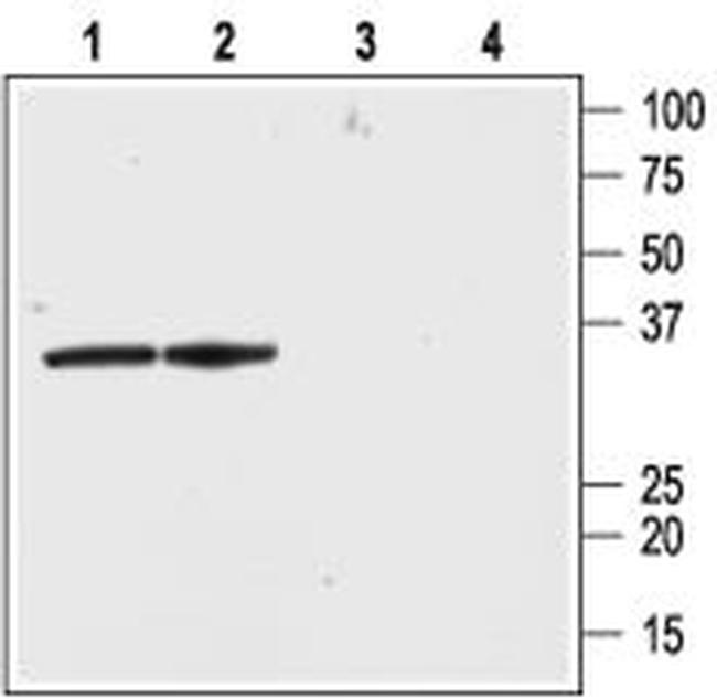 KV beta 2 Antibody in Western Blot (WB)