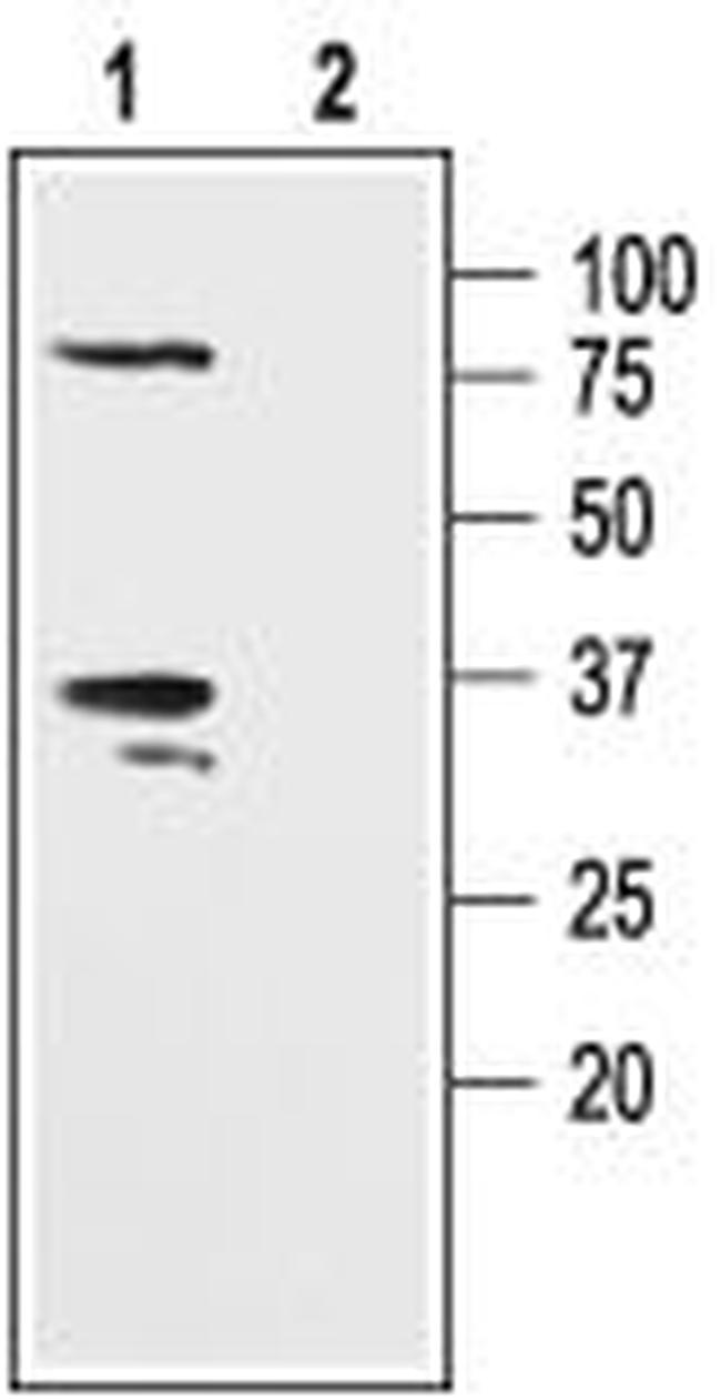 KV beta 2 Antibody in Western Blot (WB)