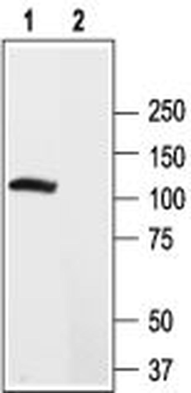 KV2.2 (KCNB2) Antibody in Western Blot (WB)