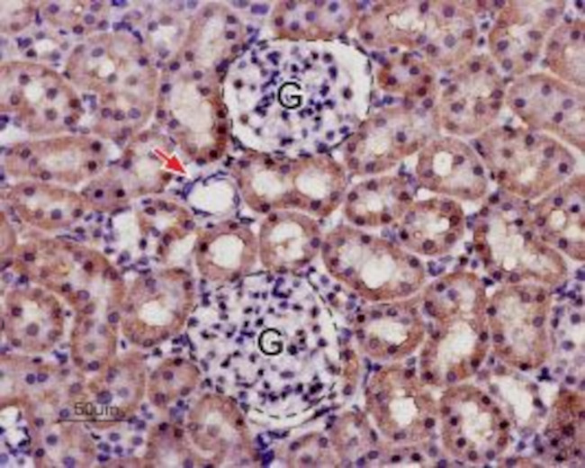 KCNK13 (THIK-1) (extracellular) Antibody in Immunohistochemistry (Paraffin) (IHC (P))