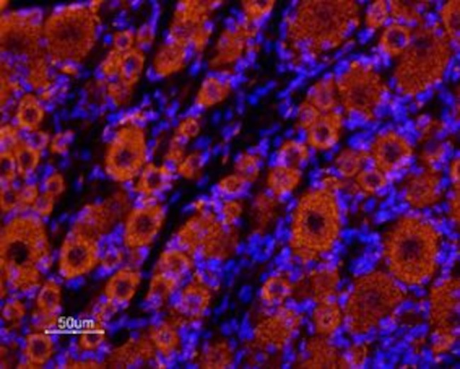 KCNK18 (TRESK) (extracellular) Antibody in Immunohistochemistry (Frozen) (IHC (F))