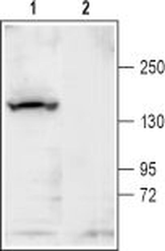 KCNT1 (Slack) Antibody in Western Blot (WB)