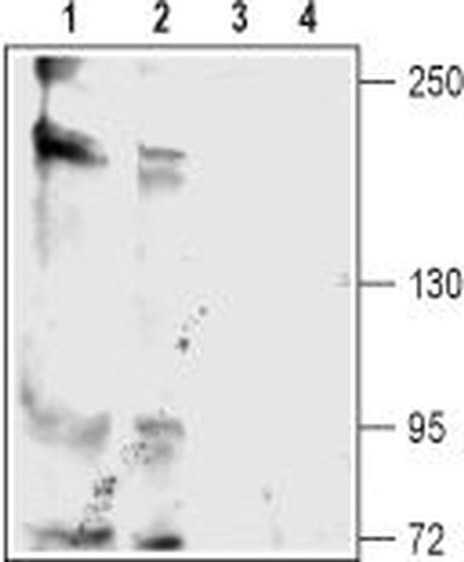 KCNT2 (Slick) Antibody in Western Blot (WB)