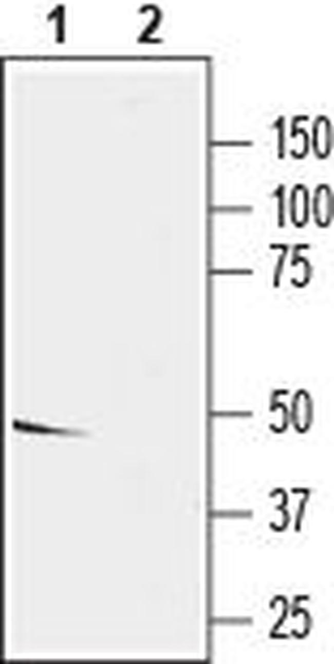 KCNS2 (KV9.2) Antibody in Western Blot (WB)