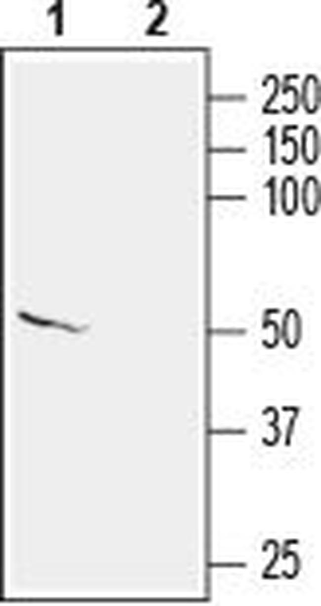 KCNS2 (KV9.2) Antibody in Western Blot (WB)