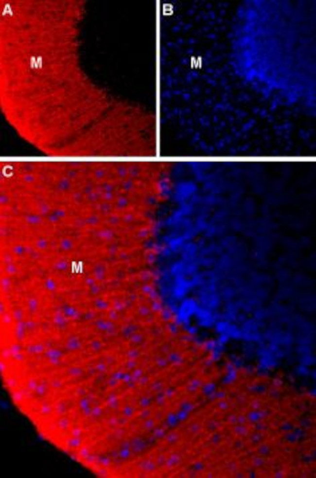 KCNS3 (KV9.3) (extracellular) Antibody in Immunohistochemistry (Frozen) (IHC (F))