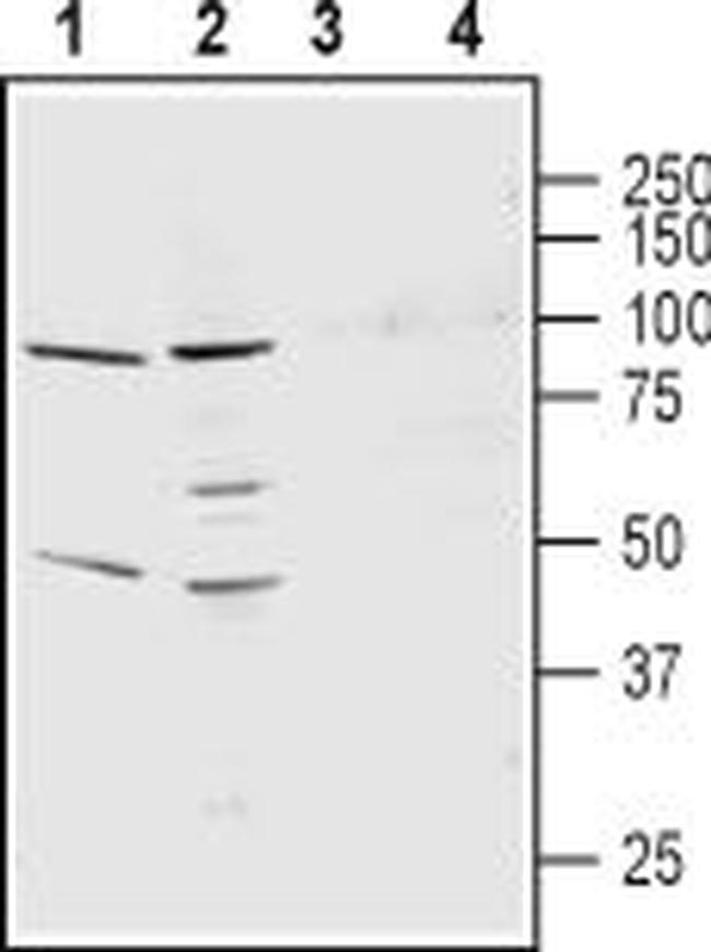 KCNS3 (KV9.3) (extracellular) Antibody in Western Blot (WB)