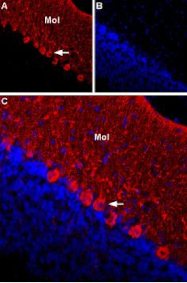 KCNG1 (KV6.1) (extracellular) Antibody in Immunohistochemistry (Frozen) (IHC (F))