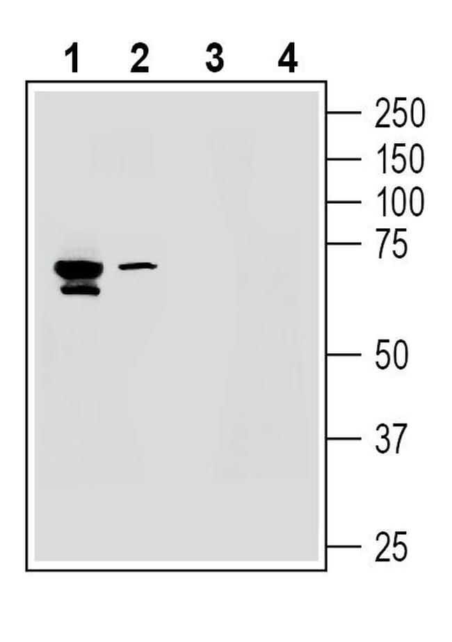 KV8.1 (KCNV1) Antibody in Western Blot (WB)