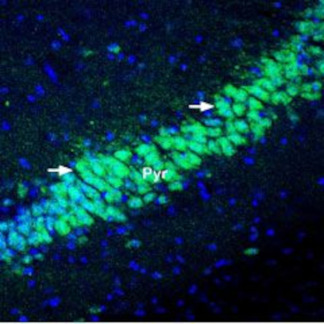 KChIP2 Antibody in Immunohistochemistry (Frozen) (IHC (F))