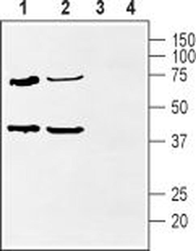 KChIP2 Antibody in Western Blot (WB)