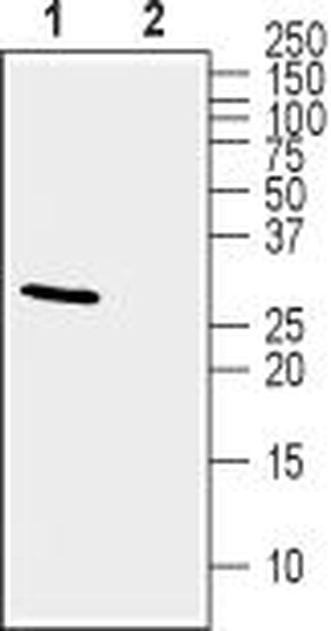 KChIP2 Antibody in Western Blot (WB)