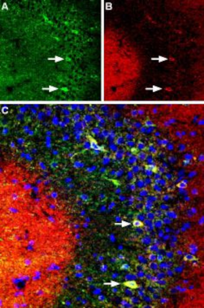 DPP6 (extracellular) Antibody in Immunohistochemistry (Frozen) (IHC (F))