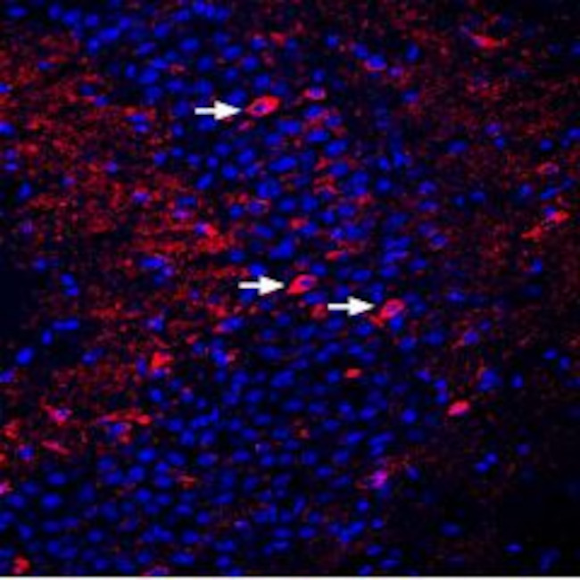 DPP6 (extracellular) Antibody in Immunohistochemistry (Frozen) (IHC (F))