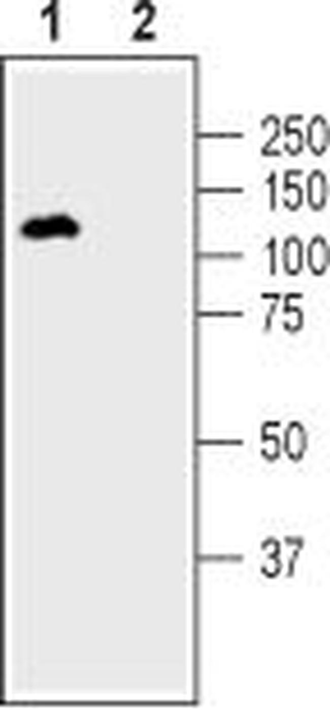 DPP6 (extracellular) Antibody in Western Blot (WB)