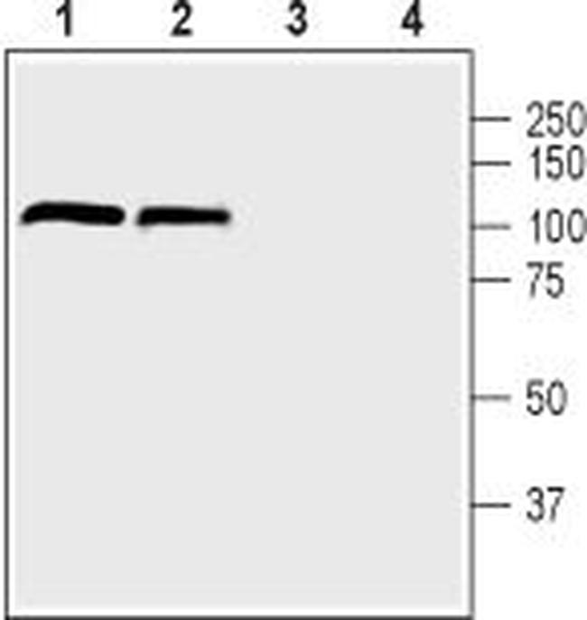 DPP6 (extracellular) Antibody in Western Blot (WB)