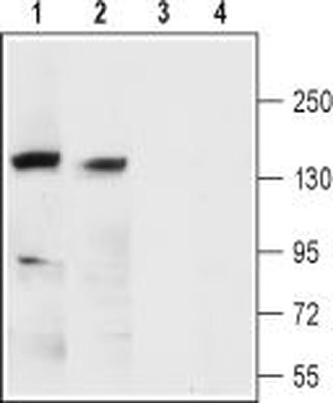 KCNMA1 (KCa1.1) (extracellular) Antibody in Western Blot (WB)