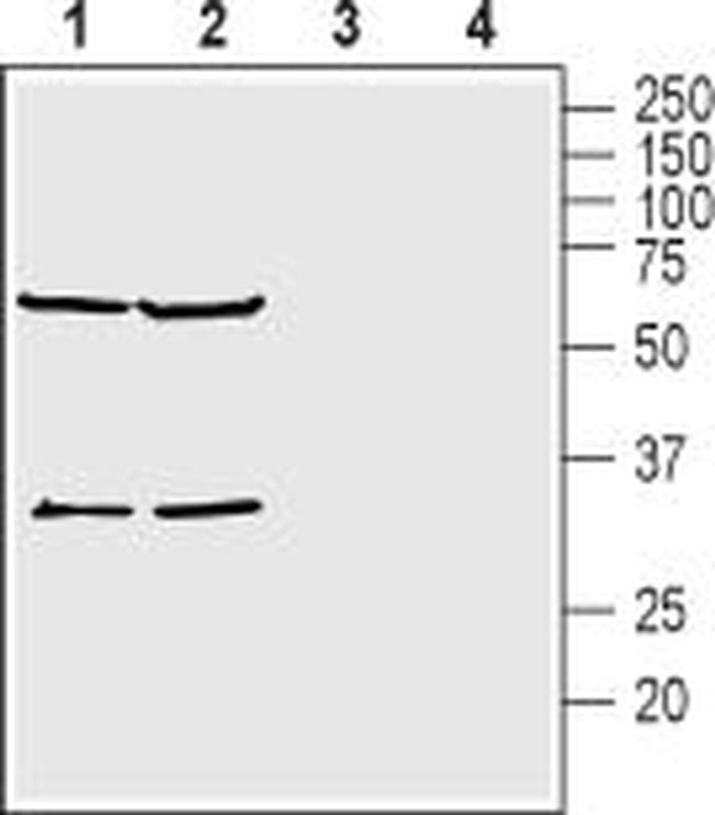 KCNK15 (TASK-5) (extracellular) Antibody in Western Blot (WB)