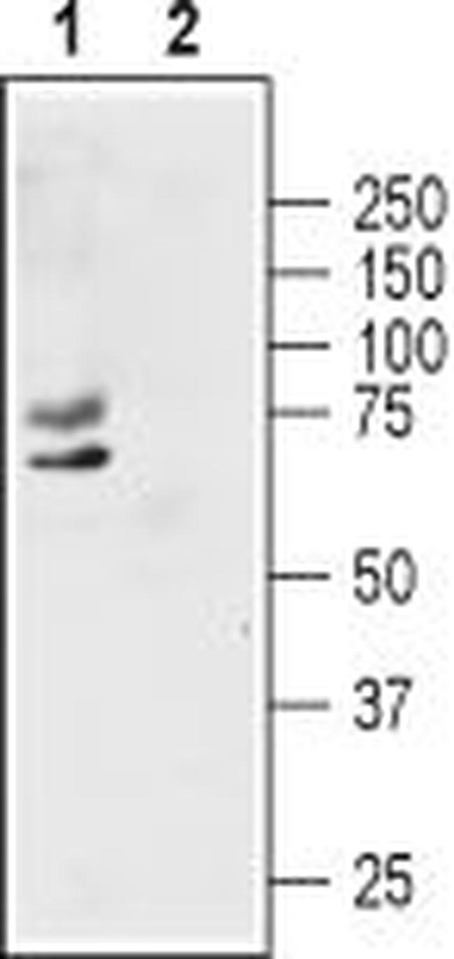 KV1.1 (KCNA1) (extracellular) Antibody in Western Blot (WB)