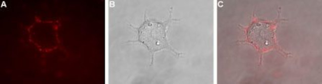 KV1.1 (KCNA1) (extracellular) Antibody in Immunocytochemistry (ICC/IF)