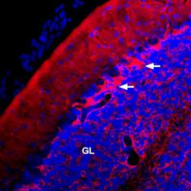 KV1.1 (KCNA1) (extracellular) Antibody in Immunohistochemistry (Frozen) (IHC (F))