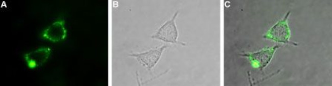 KV1.2 (KCNA2) (extracellular) Antibody in Immunocytochemistry (ICC/IF)