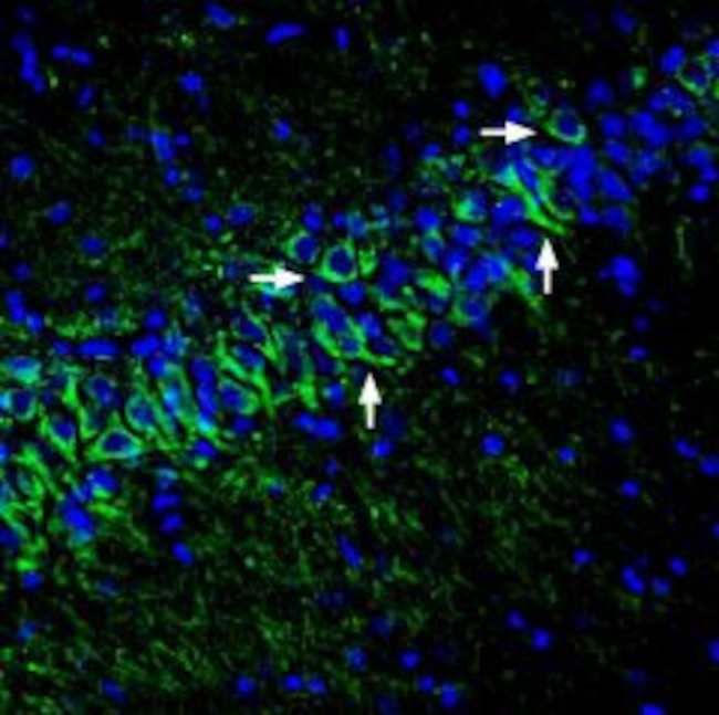 KCNK12 (THIK-2) (extracellular) Antibody in Immunohistochemistry (Frozen) (IHC (F))