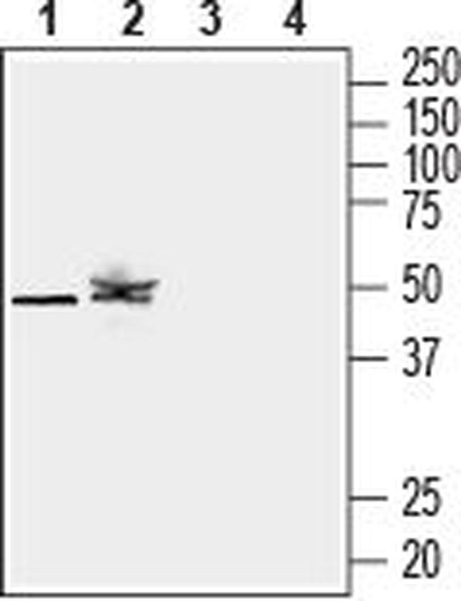 KCNK12 (THIK-2) (extracellular) Antibody in Western Blot (WB)