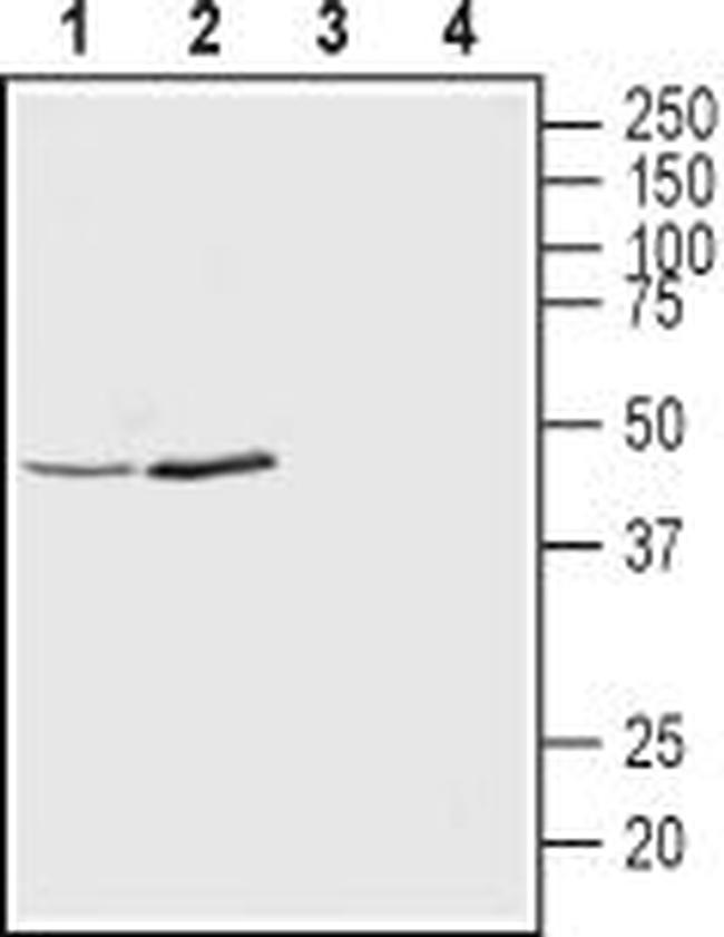 KCNK12 (THIK-2) (extracellular) Antibody in Western Blot (WB)