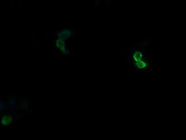 APCS Antibody in Immunocytochemistry (ICC/IF)