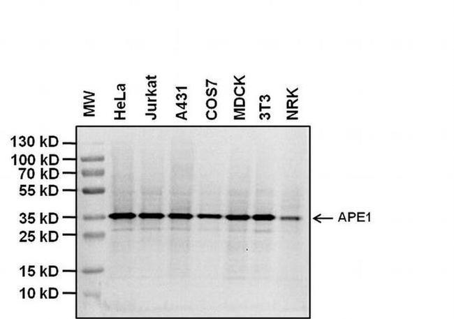 APE1 Antibody in Western Blot (WB)