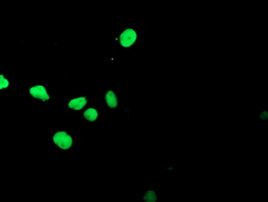 APEX1 Antibody in Immunocytochemistry (ICC/IF)